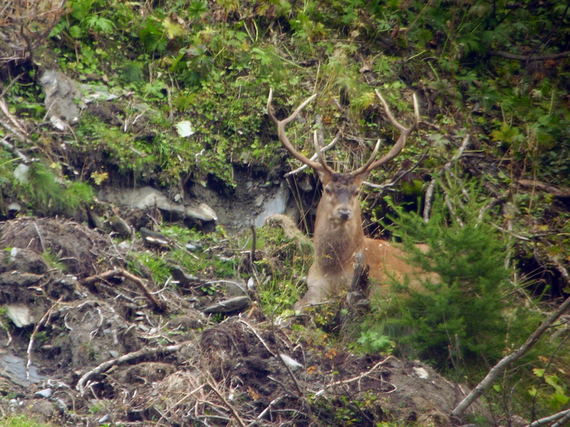 PASSIONE PER IL CERVO